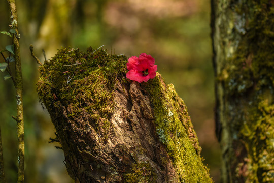 菌子山杜鹃花