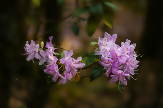 菌子山杜鹃花