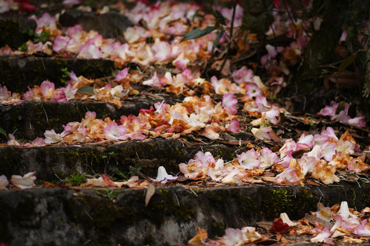 菌子山杜鹃花