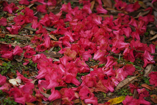 菌子山杜鹃花