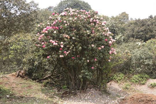 菌子山杜鹃花