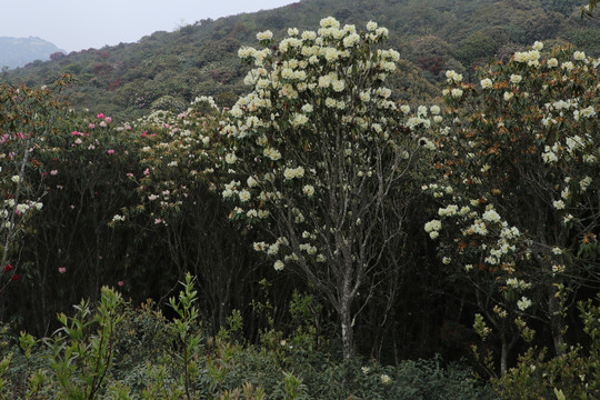 菌子山杜鹃花