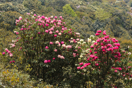 菌子山杜鹃花