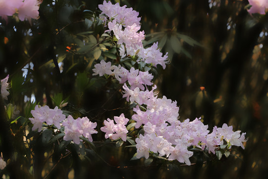 菌子山杜鹃花