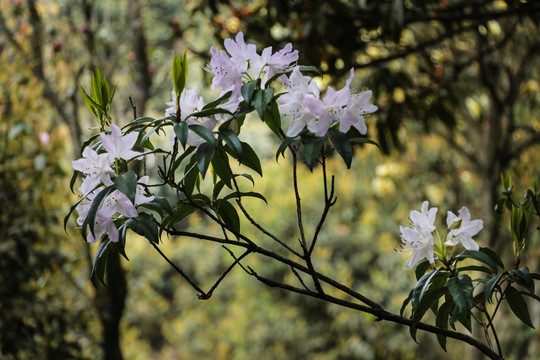 菌子山杜鹃花