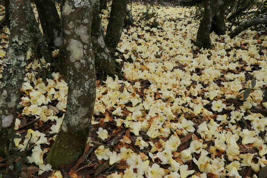 菌子山杜鹃花