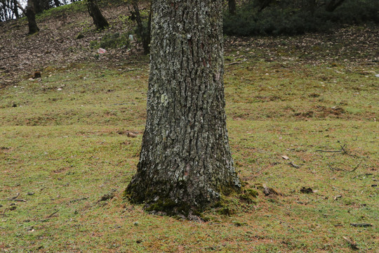 菌子山风光