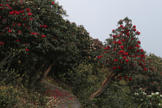 菌子山杜鹃花