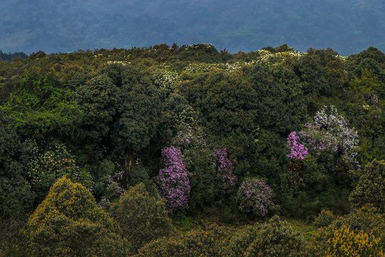 菌子山杜鹃花