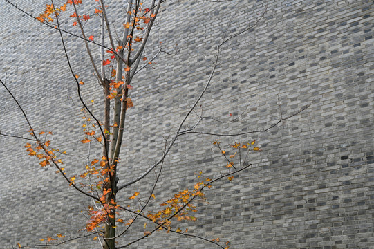 秋天的树木与砖墙
