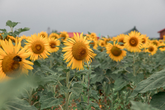 向日葵花田太阳花