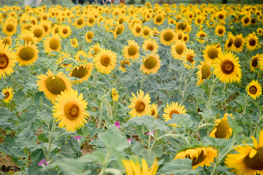 向日葵花田太阳花