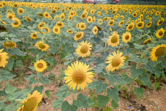 向日葵花田太阳花