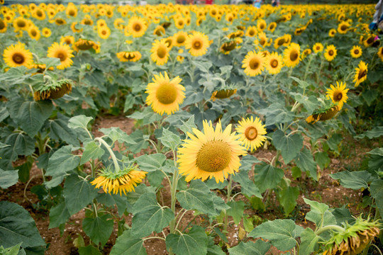 向日葵花田太阳花