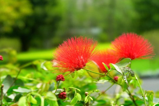 朱缨花红合欢