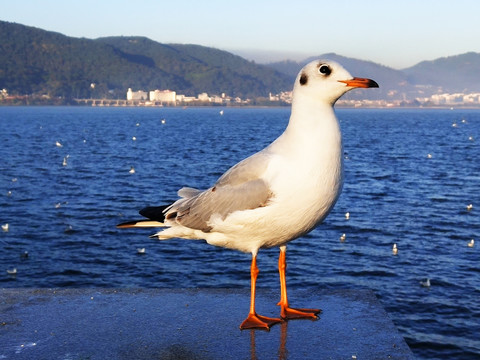 红嘴海鸥特写