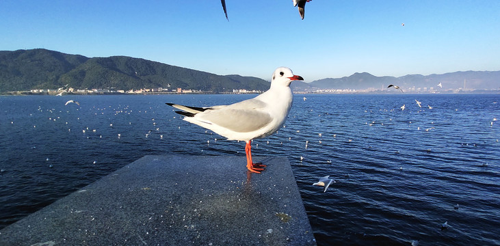 红嘴海鸥特写