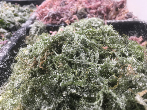 超市海藻