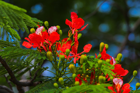 凤凰花开