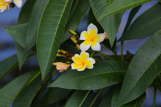 鸡蛋花