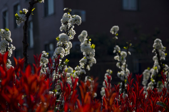 李子花