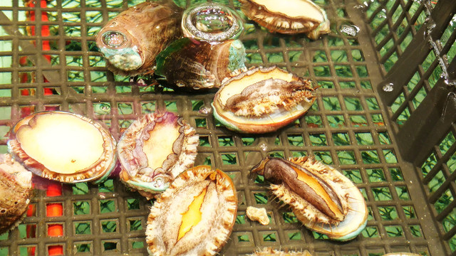 鮑魚