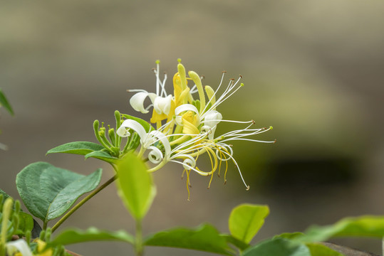 金银花