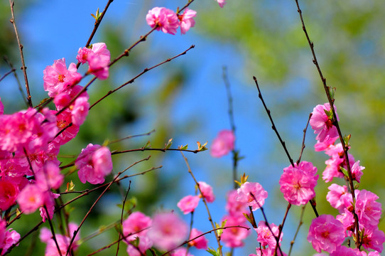 梅花盛开