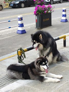 阿拉斯加犬