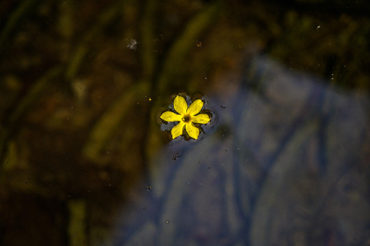 水面上黄色的小花
