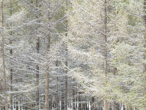 雪景雾凇