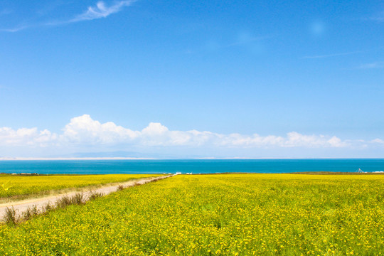 青海湖油菜花