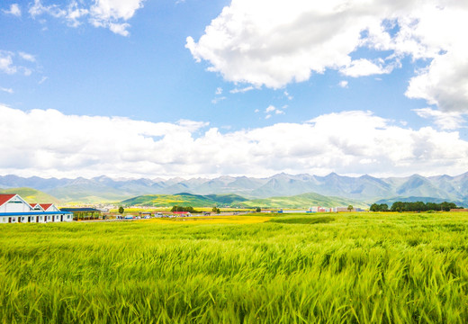 高原青稞麦田