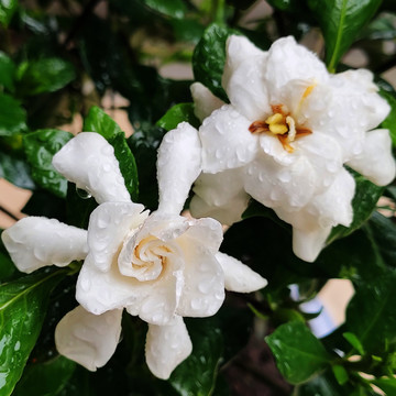 栀子花特写