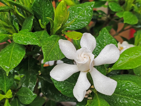 栀子花特写