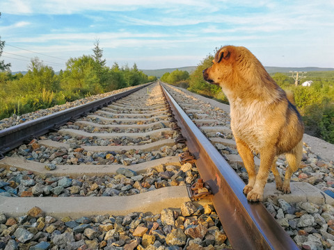 铁路边的小狗