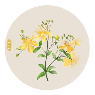 金絲桃