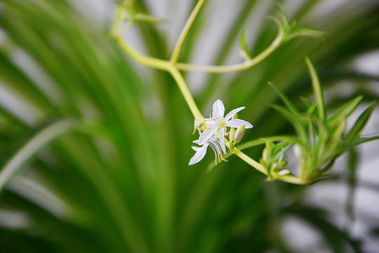 吊兰花开