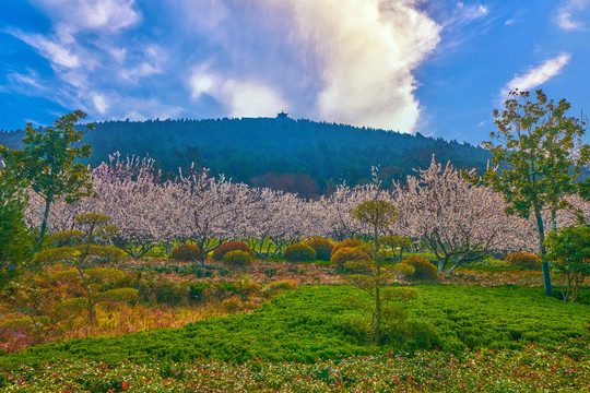 山坡杏花