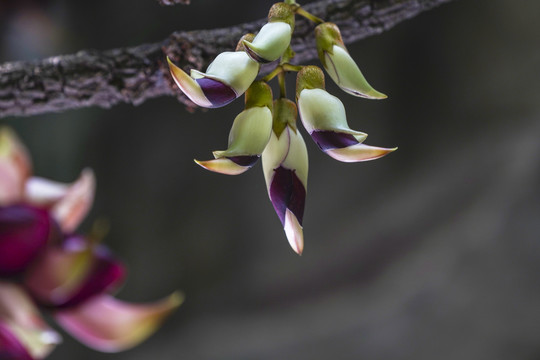 禾雀花