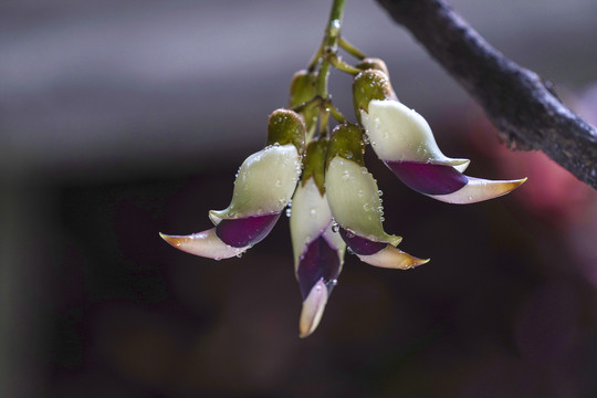 禾雀花