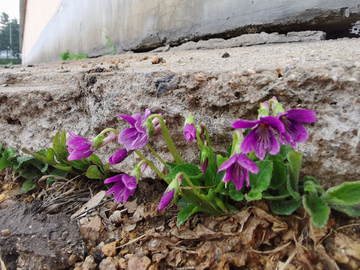 紫花地丁