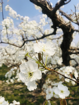 梨花