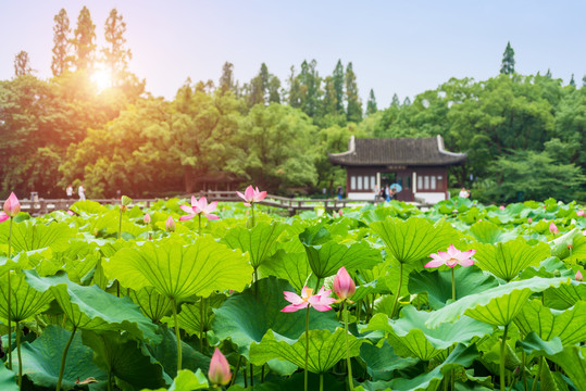 杭州西湖夏天曲院风荷