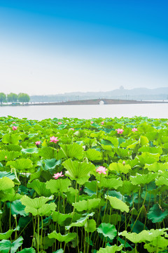 杭州西湖夏天