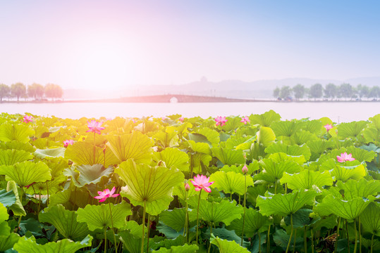 杭州西湖夏天