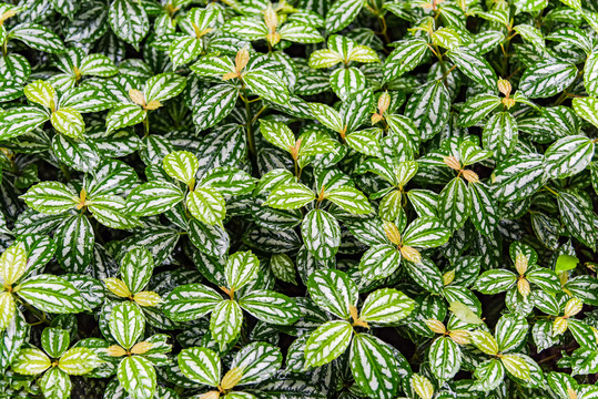 绿植花叶冷水花