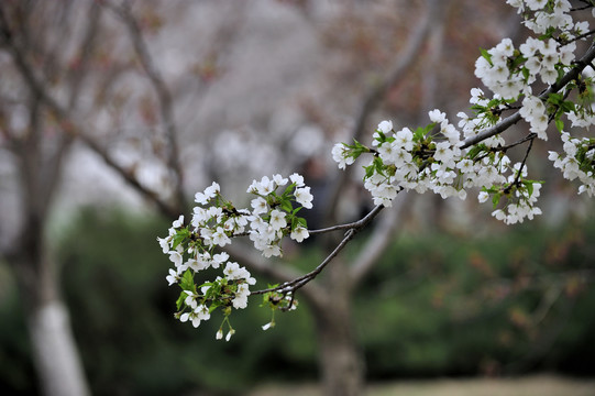 樱花