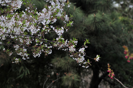 樱花