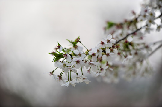 樱花